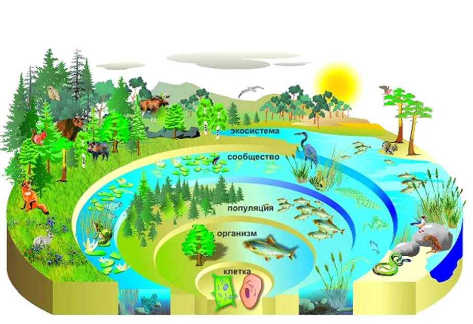 Уровни организации живой природы картинки