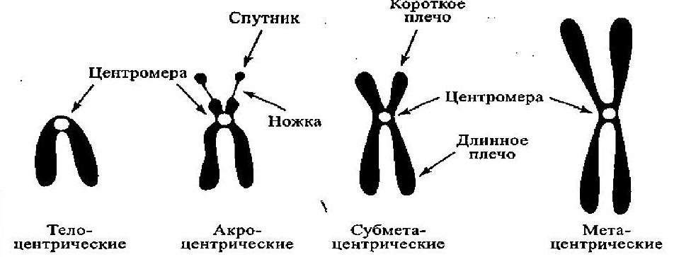 Какие типы хромосом изображены на рисунке