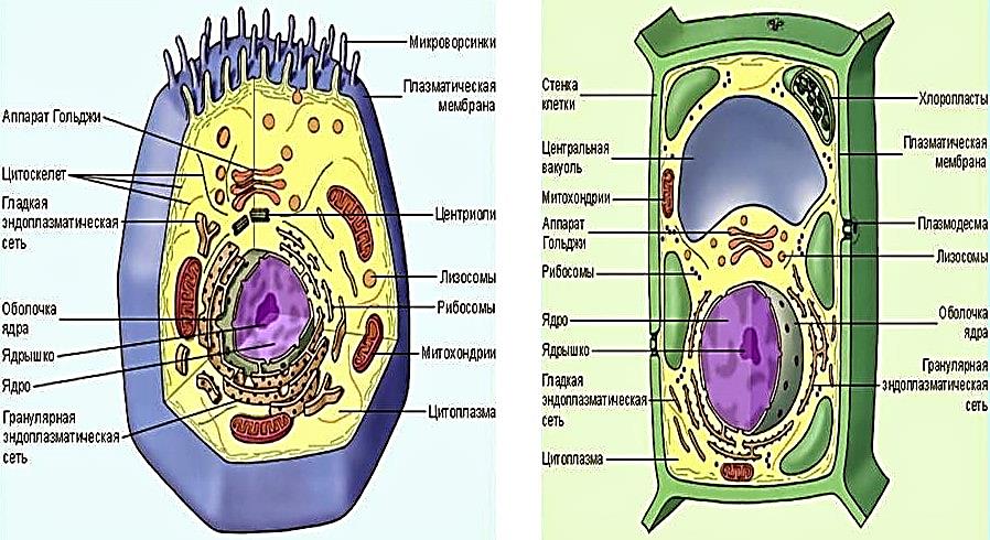 Вакуоли у эукариот