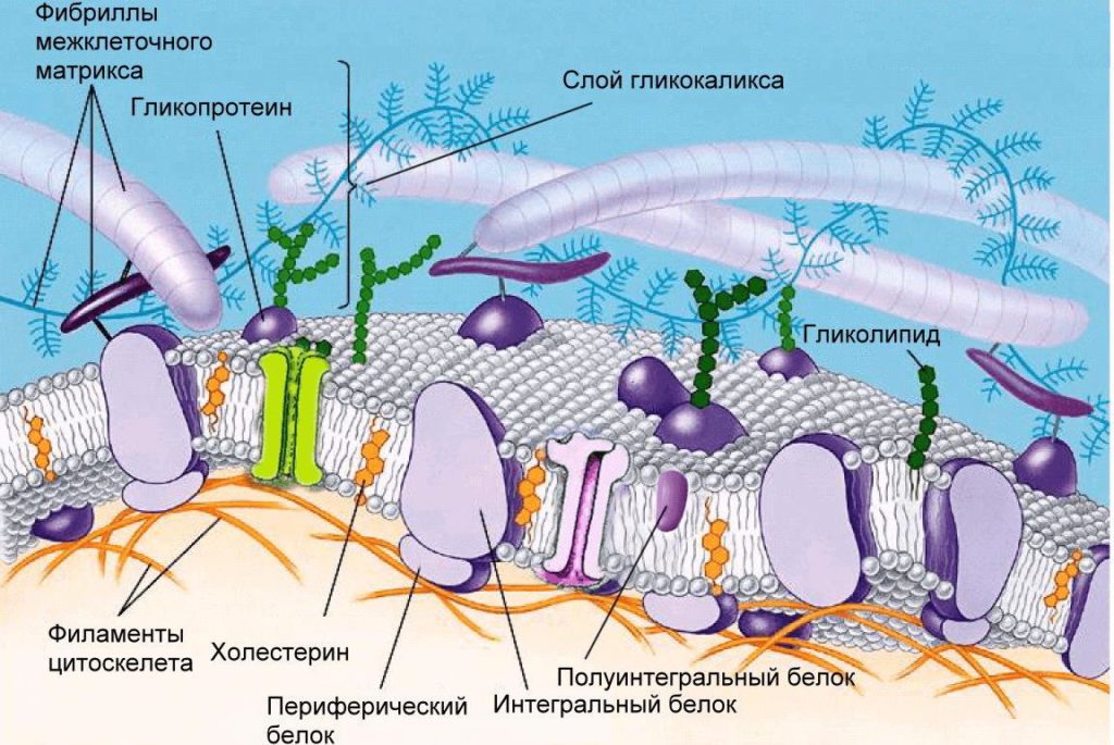 Оболочка клетки рисунок