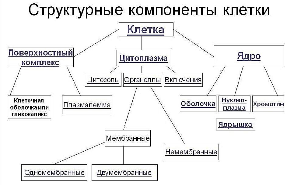 Клетка иерархия