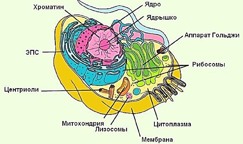 Животная клетка органоиды. Строение органелл животной клетки. Строение клетки человека рисунок с подписями. Строение органоидов животной клетки. Органоиды животной клетки рисунок.