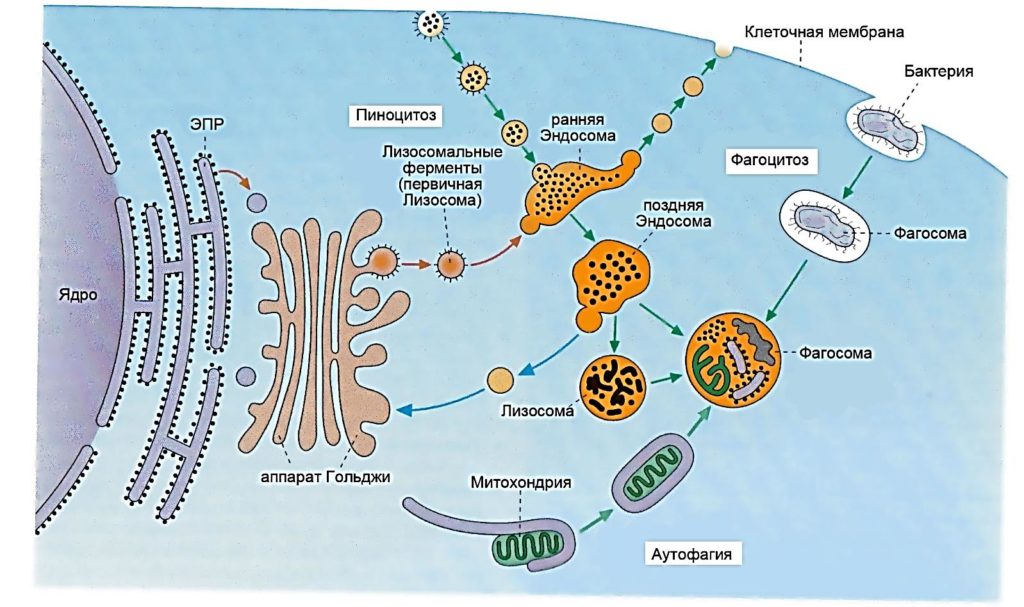 Захват мембраной клетки твердых частиц. Мембранные пузырьки у бактерий. Образование везикул мембран. Вода внутрь клетки через. Что такое образование мембранных везикул.