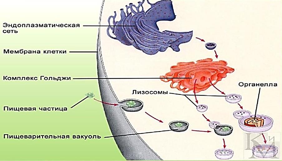 Схема мембранные структуры клетки егэ биология