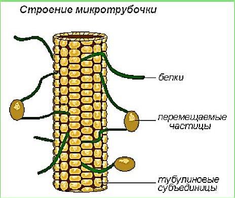 Микротрубочки. Строение клетки микротрубочки. Строение микротрубочки растительной клетки. Микротрубочки строение рисунок. Строение микротрубочек в клетке.