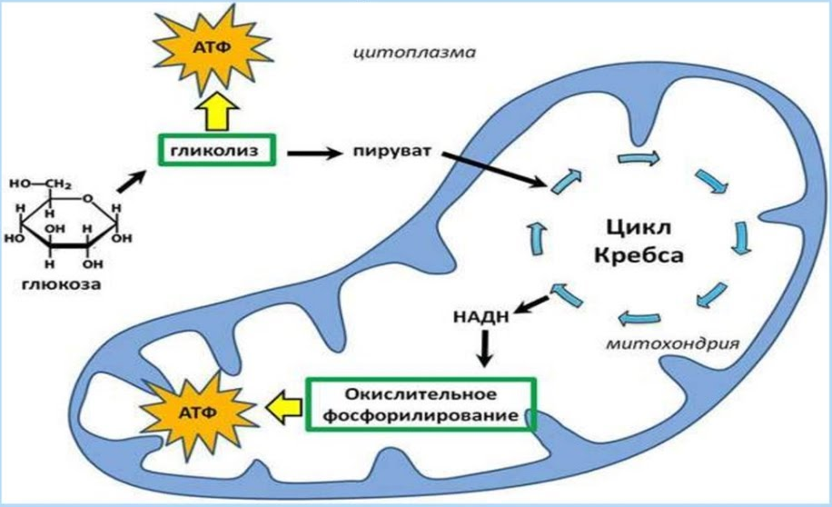 Происходит в три этапа. Схема процессов энергетического обмена. Энергетический обмен веществ схема. Схему катаболизма эукариотической клетки.