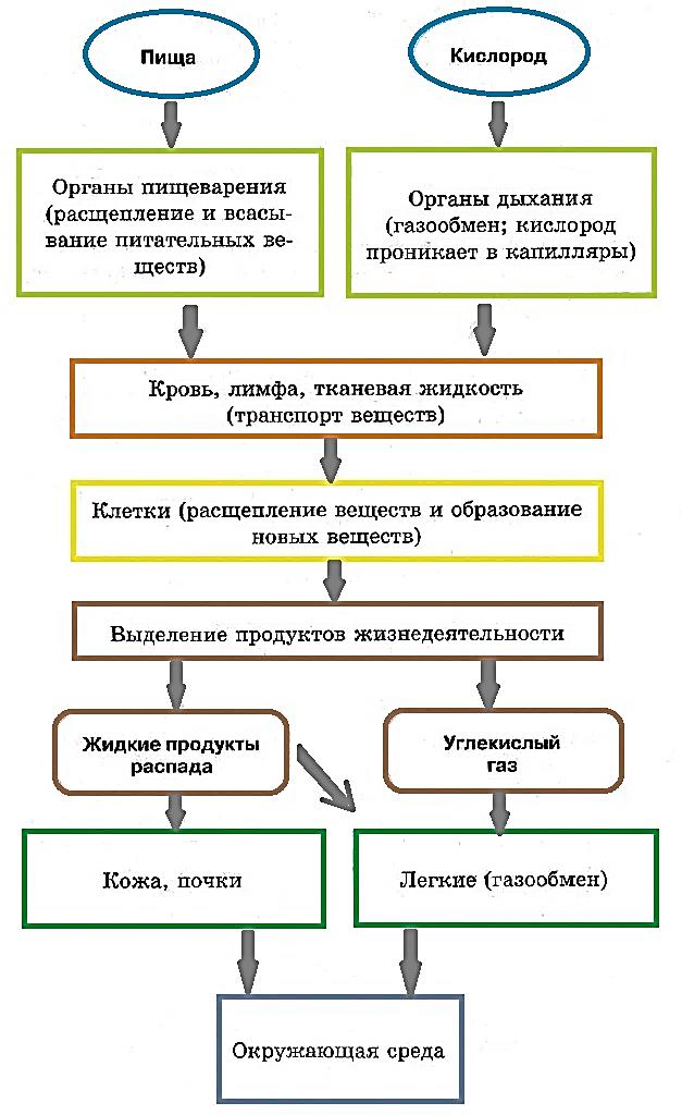 Обмен конспект. Обмен веществ. Обмен веществ и энергии. Схема обмена веществ ТЭО. Схема обмена веществ 6 класс.