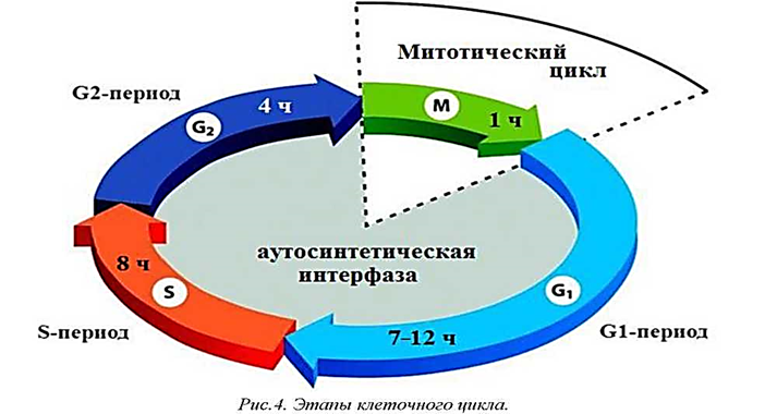 В интерфазе жизненного цикла клетки происходит