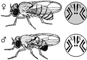 Хромосомы мухи дрозофилы. Томас Морган мошки Дрозафилы. Плодовая мушка дрозофила Морган. Муха дрозофила самка и самец. Самка и самец дрозофилы.