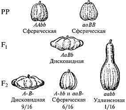 Форма плода. Форма плода тыквы комплементарность. Наследование формы плода у тыквы. Наследование формы плодов у тыквы. Комплементарное взаимодействие тыквы.