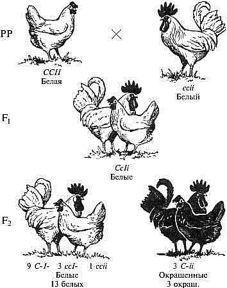 Схема скрещивания кур. Наследование окраски оперения у кур. Наследование окраски оперения у кур доминантный эпистаз. Окраска оперения куриц легерпн. Окраска оперения кур эпистаз.
