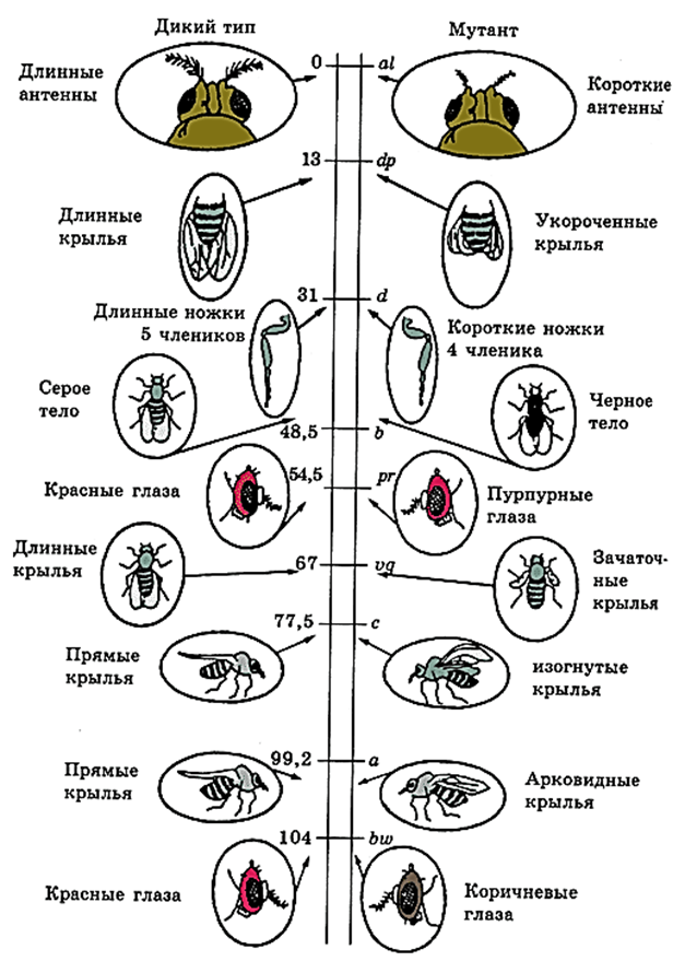 Хромосома мухи. Генетическая карта хромосом дрозофилы. Генетическая карта х хромосомы дрозофилы. Хромосомная карта дрозофилы. Карты расположения генов в хромосомах дрозофилы.