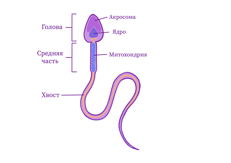 Строение сперматозоида