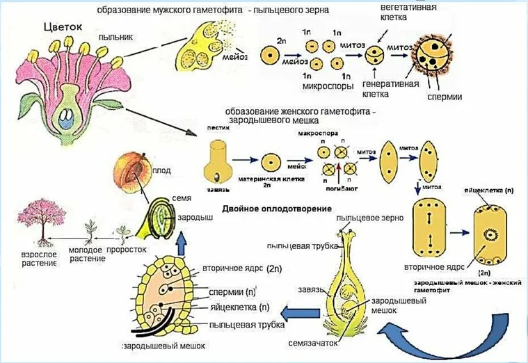 Цикл размножения покрытосеменных растений схема. Цикл развития цветковых растений 6. Жизненный цикл покрытосеменных схема. Цикл развития покрытосеменных схема.