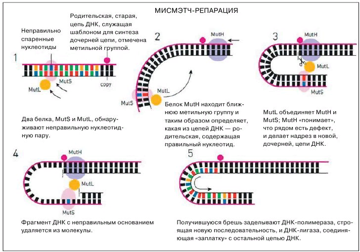 Выполните днк. Механизмы репарации ДНК схема. Мисматч репарация ДНК. Схема процесса восстановления нативной структуры ДНК. ДНК полимераза 1 и механизмы репарации ДНК.