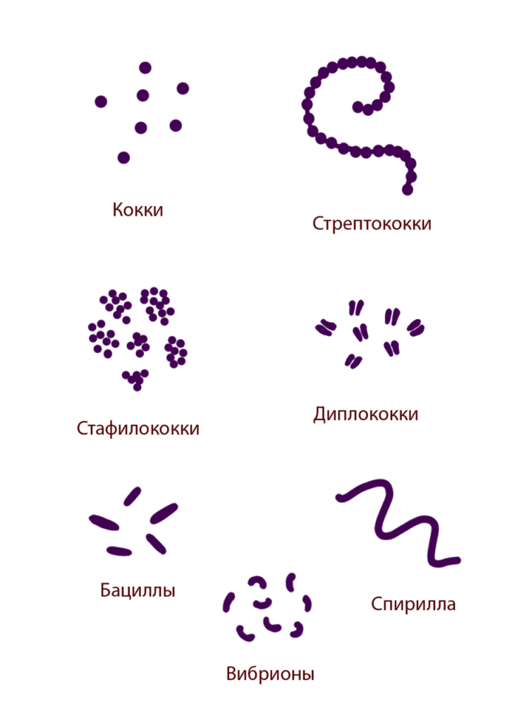 Формы бактериальных клеток